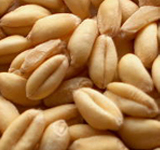 wheat
